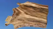 Walnut rare Bastogne. Table top, wall art, charcuterie/cutting board, art