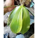 PHAL TETRALIS 黃蘭花