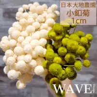在飛比找蝦皮購物優惠-《WAVE Design 》日本大地農園 1cm小釦菊 1支