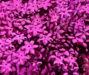 150 pcs Vintage Loose Flower Sequins 14mm Metallic Pink Sewing Paper Crafts