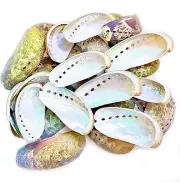 30Pcs Green Donkey Ear Abalone Shells, Natural Oyster Shells, Curved Abalone She