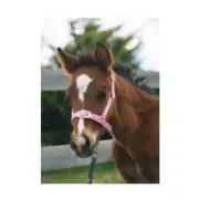 Foal Halter