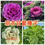 臺4羽衣甘藍種子 稀有蔬菜種子 紫紅羽衣甘藍種子 白色羽衣甘藍 可食用可觀賞