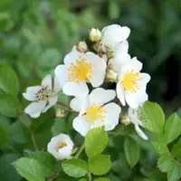 在飛比找蝦皮購物優惠-日本白花無刺薔薇Rosa multiflora  樹玫瑰嫁接