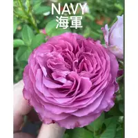 在飛比找蝦皮購物優惠-（樹玫瑰盆栽現貨聊聊）NAVY 海軍 航海紫 紫色玫瑰花 盆