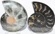 Large Black Ammonite PAIR Deep Crystals 110myo FOSSIL 86mm 3.4" 9429cc