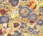 Kaffe Fassett LICHEN OCHRE 1/2 yard GP76 1 yard available original issue