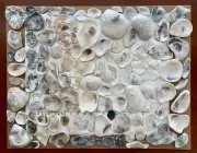 112 Natural Oyster Clam Shell pearlescent frag beach seashell jewelry craft USA