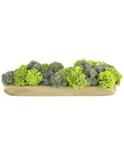 Creative Displays Sedum Arrangement in Wooden Dough Bowl