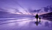 Australia beach sunset purple walk dog art PRINT poster FOR YOUR FRAME