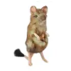 Marsupial Mouse Hansa Realistic Soft Animal Plush Toy 19cm **FREE DELIVERY**