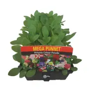 Mega Punnet Petunia Colour Parade - Petunia x hybrida