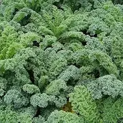 Kale 'Dwarf Blue Curled' 100+ Seeds Winter Salad Vegetable Garden Hardy