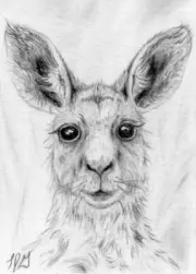 Kangaroo Art ACEO ATC Original Graphite Pencil Drawing LJG