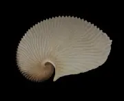 Sea shells Argonauta argo 156.1mm. Aquarium Decoration Products