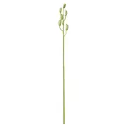 Rogue - Cymbidium Bud 4x8x75cm