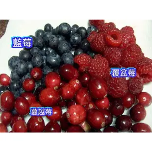 蔓越莓盆栽【進口-熱帶品種】小紅莓 黑莓 覆盆莓 樹莓 藍莓 水果苗