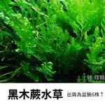 《林作物》水草【黑木蕨】水中葉 一盆 兩棲植物 陰性水草 陰性草 新手水草 不用二氧化碳 造景水草 水草造景 魚缸水草