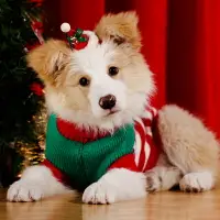 在飛比找樂天市場購物網優惠-苗句寵狗狗圣誕衣服 寵物毛衣編織裝飾小型犬泰迪冬季秋冬款保暖