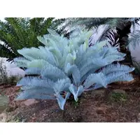 在飛比找蝦皮購物優惠-《珍奇植物‧貳》Cycas cairnsiana 凱恩斯藍鐵