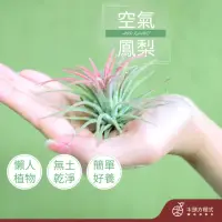 在飛比找momo購物網優惠-【木頭方程式】空氣鳳梨(植物 不須土即可栽培 生活在空氣中的