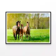 Horses Frolic In Paddock Print 100% Australian Made 120x90cm (Poster)