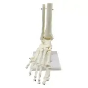 1:1 Human Skeleton Foot Anatomy Model Foot and Ankle with Shank Anatomical1620