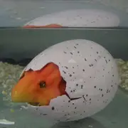 Cracked Dinosaur Egg - Hatch and Grow