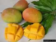 Bowen Mango Tree - Mangifera indica