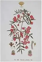 Maxwell & Williams Royal Botanic Gardens Australian Botanics Tea Towel 50x70cm Boronia