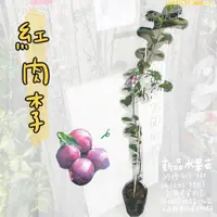 在飛比找蝦皮購物優惠-紅肉李苗 紅肉李 李子 李子苗 水果苗 嫁接苗 批發 零售 