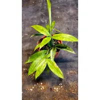 在飛比找蝦皮購物優惠-Dracaena surculosa ‘Mike’麥克星點木