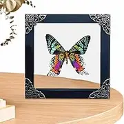 Display Box, Box Display, Butterflies Taxidermy Shadow Case, Aesthetic Home Decoration, Picture Stand for Living Room, Bedroom, Studio, Wall, Shelf