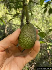 Avocado - Hass Seedling
