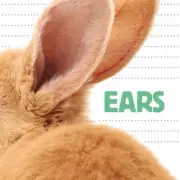 Ears (Question and Animal) [Board book] by Flowerpot Press
