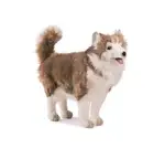 Hansa Husky Dog Plush 14 inches Height