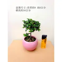 在飛比找蝦皮購物優惠-姬水蓮木 植栽 盆栽