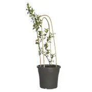 300mm Star Jasmine - Trachelospermum jasminoides