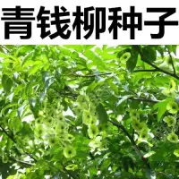 在飛比找蝦皮購物優惠-種子 新采金錢柳種子 搖錢樹 工藝金錢樹種子 青錢柳種子林木