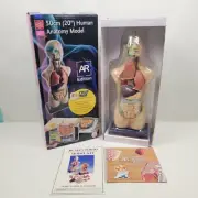 20" Inch Anatomical Human Torso Body Model Large 20" Inches 11 Dissectible Parts
