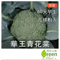 在飛比找蝦皮購物優惠-發票現貨- 華王青花菜 (25顆種子)  青花菜種子 青花椰
