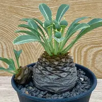 在飛比找蝦皮購物優惠-Euphorbia bupleurifolia  鐵甲丸 #