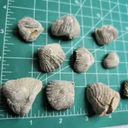 Moroccan Bivalve Fossil Shell Clams Lot of 10 Metaphysical Ancient Druid Pagan