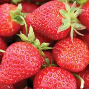 Buy Strawberry Melba PBR Runners Plants (Fragaria virginiana x )