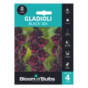 Bloomin' Bulbs Spring Aqua Pack Gladioli Black Sea - 4 Pack
