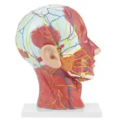 New Anatomical Life Size Head Brain Neck Section Study Model