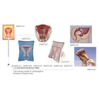 在飛比找蝦皮購物優惠-SMF012系列上環訓練（避孕藥具）操作實習模型