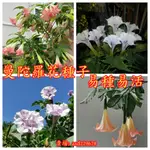 🌺【曼陀羅花種子】多款曼陀羅種子 曼陀羅喇叭花 四季易種易活 四季陽臺庭院盆栽種植