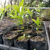 在飛比找蝦皮購物優惠-大果黑玫瑰櫻桃種在移植袋超取8棵宅配25棵