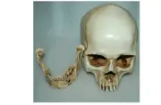 Human Skull Medical Replica Anatomical Skeleton Model Realistic Halloween Party